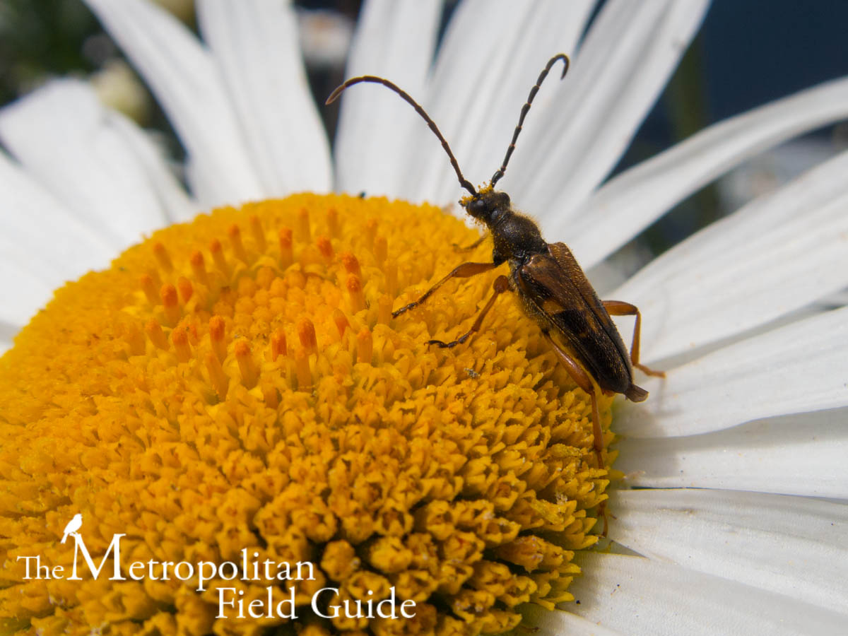 The Metropolitan Field Guide 5 Favorite Backyard Habitat Photos Of