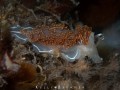 Thick-horned Nudibranch