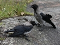 Hooded Crows