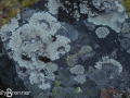 Lichens