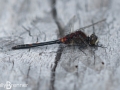 Whiteface Dragonfly
