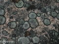Crustose Lichen