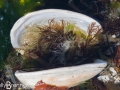 Seaweed Garden in a Shell
