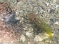 Shrimp with Shaggy Mouse Nudibranch