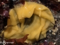 Sea Lemon Nudibranch Eggs
