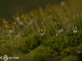 Water Droplets on Moss