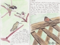Anna's Hummingbird & Dark-eyed Junco