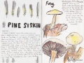 Pine Siskin Feathers & Fungi