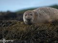 Common Seal,  Loch Dunvegan