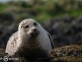 Common Seal,  Loch Dunvegan