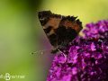 Small Tortoiseshell Butterfly, Dunvegan Castle