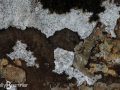 Lichen, The Quiraing