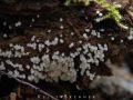 Unidentified Slime Mold