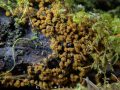 Unidentified Slime Mold