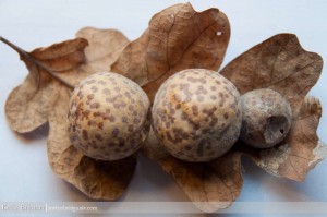 Oak Leaf Gall