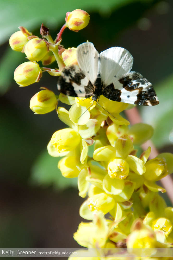 Spring Moth