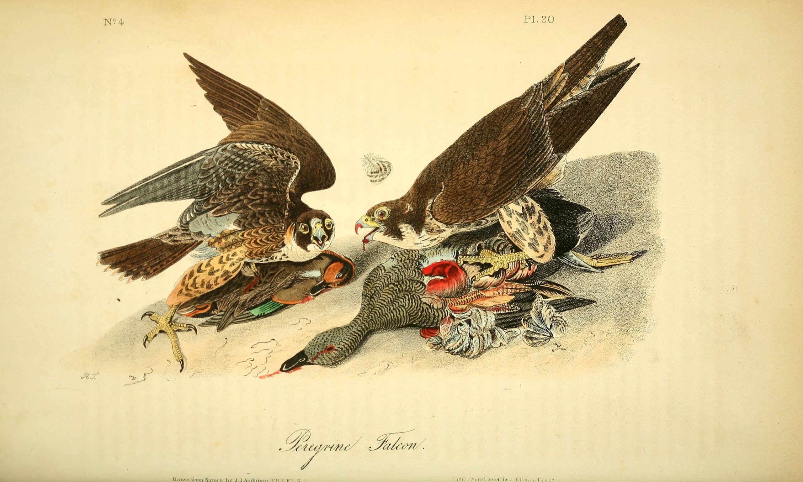 Urban Species Profile:: Peregrine Falcon