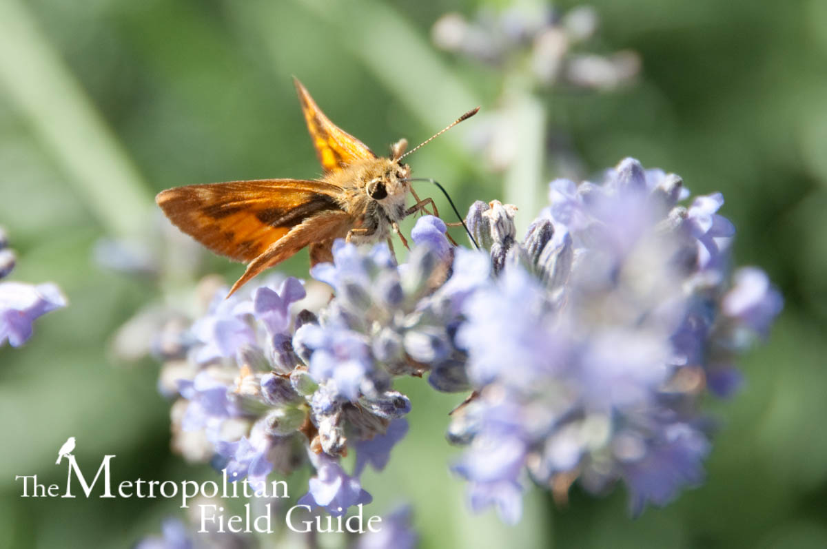 Book Review:: Butterflies and Butterfly Gardening in the Pacific Northwest