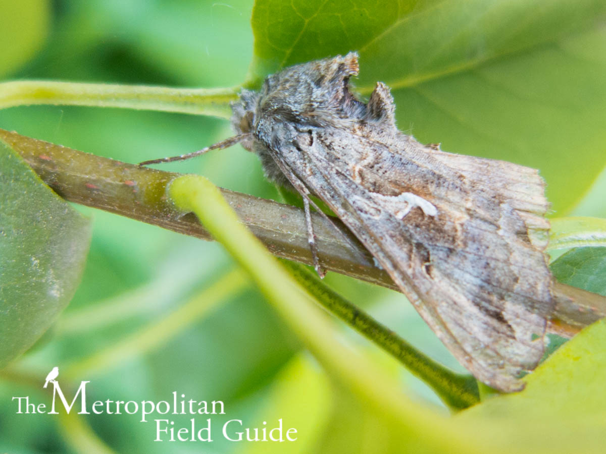 Book Review:: Discovering Moths: Nighttime Jewels in Your Own Backyard