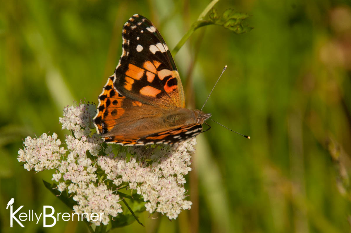 Urban Species Profile:: Painted Lady Butterfly