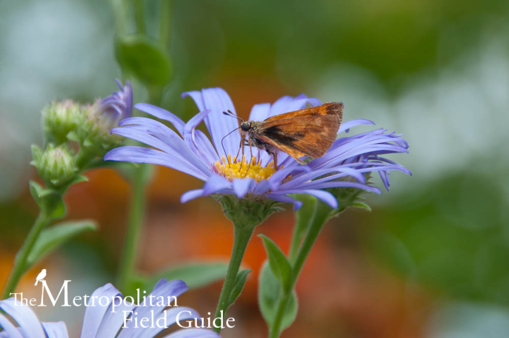 Book Review:: Attracting Native Pollinators