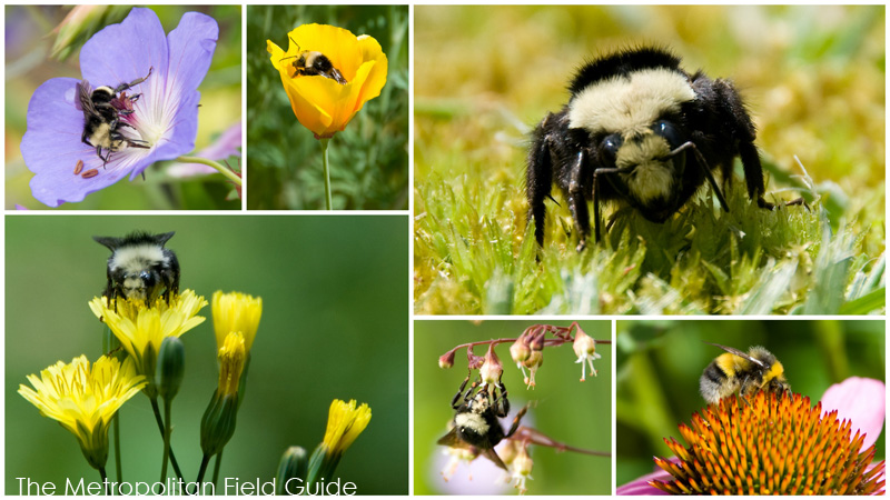 Urban Species Profile:: Bumble Bees