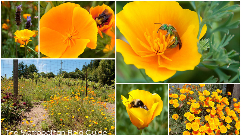 Wildlife Plants:: California Poppy