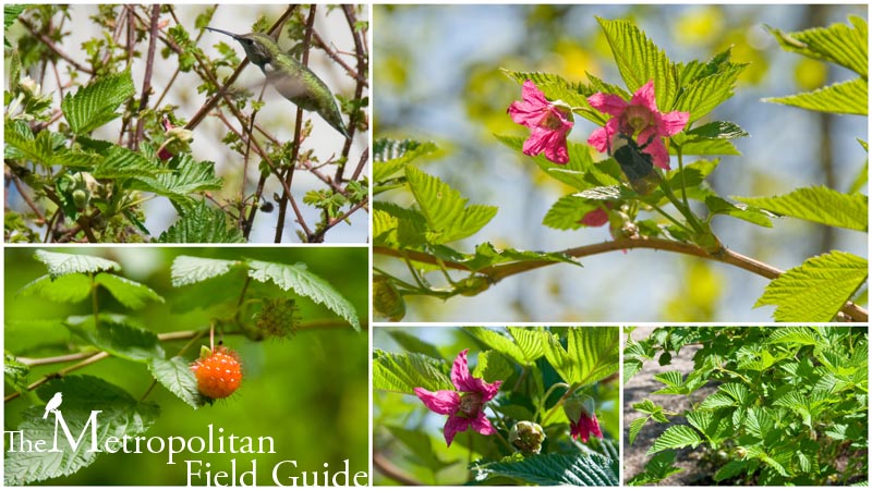 Wildlife Plants:: Salmonberry