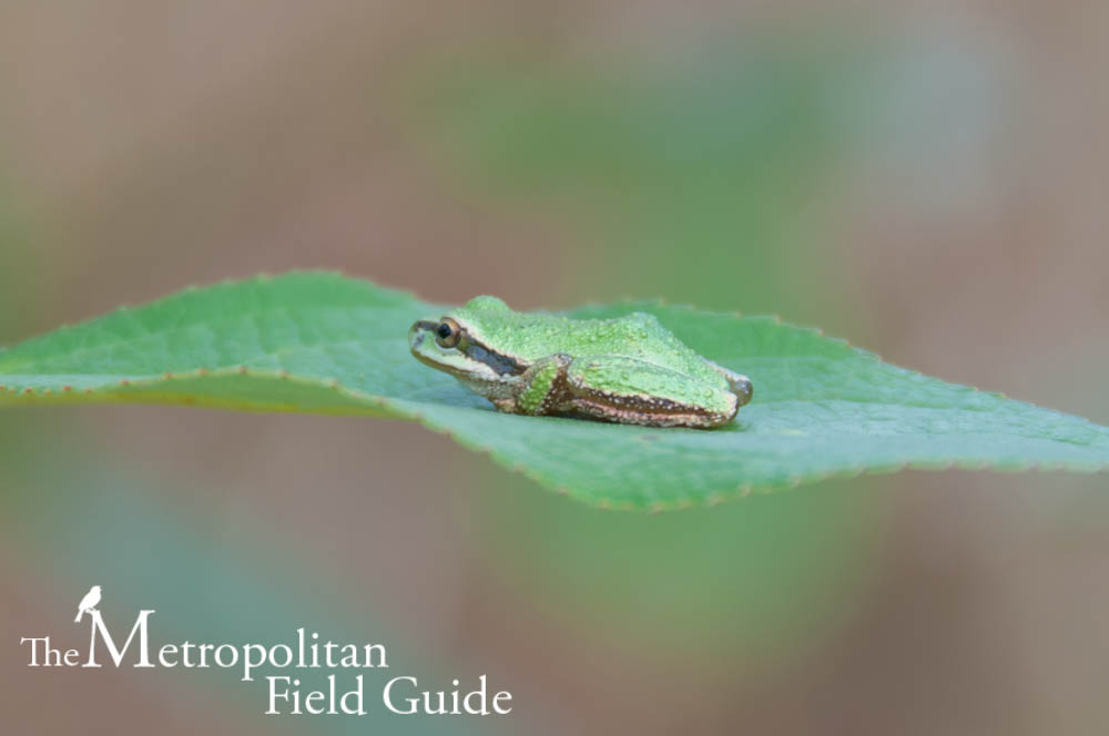 Urban Species Profile:: Pacific Chorus Tree Frog