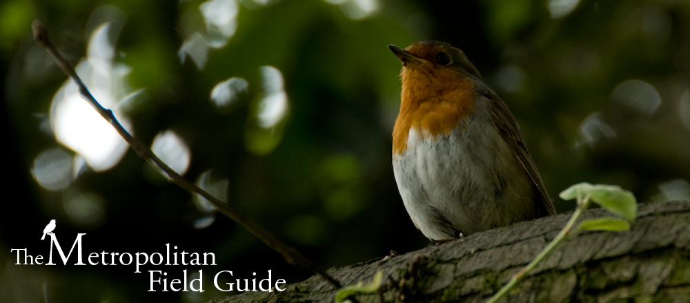 European Robin