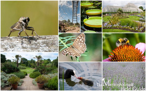 Kelly Brenner Native Plants and Wildlife Gardens Post:: A Visit to Kew ...