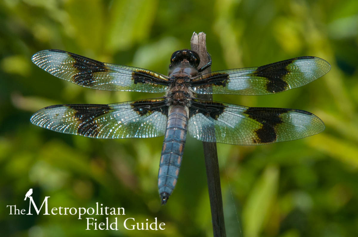 Urban Species Profile:: Eight-spotted Skimmer
