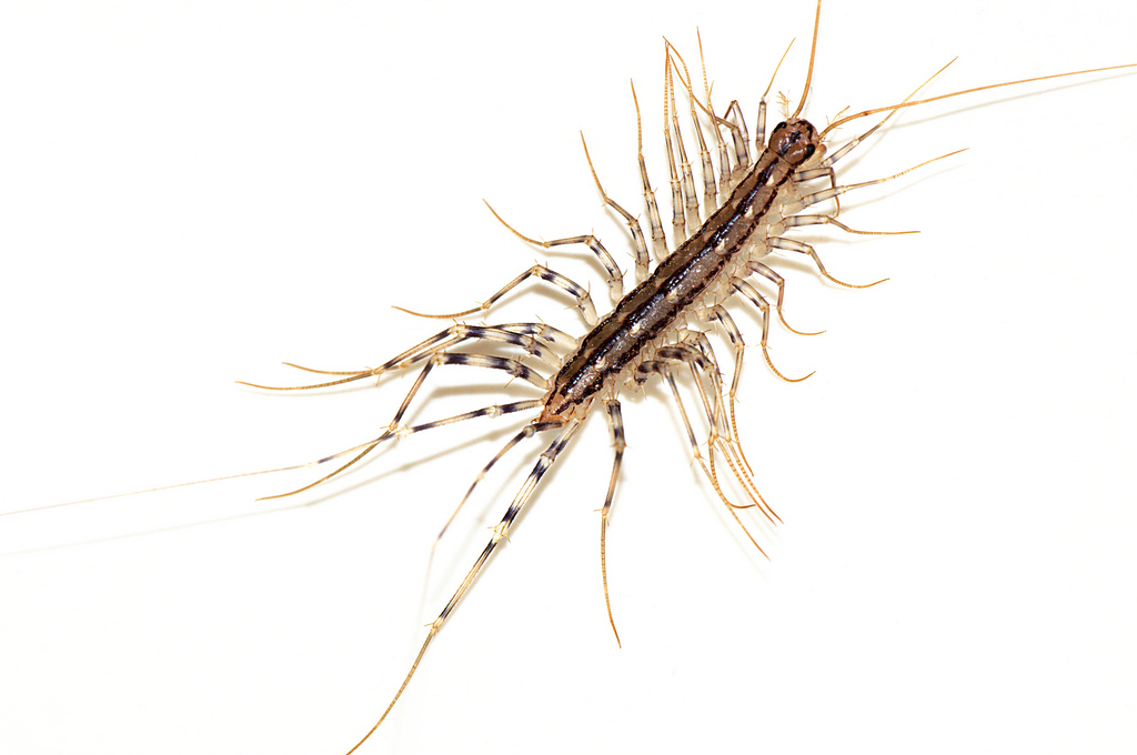 On Being Misunderstood:: House Centipede