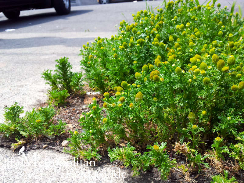 The Virtuous Weed:: Pineapple Weed