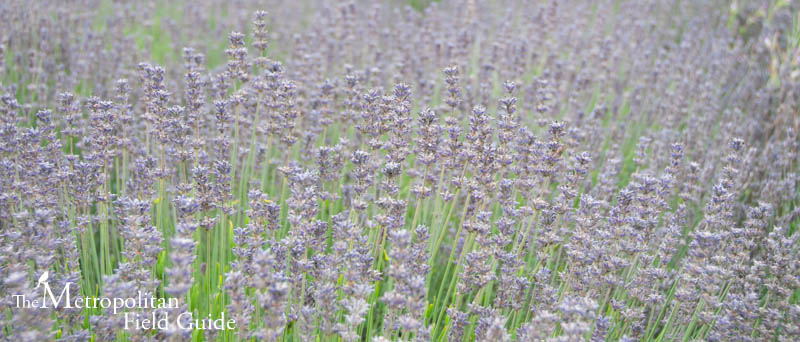 Wildlife Plants:: Lavender