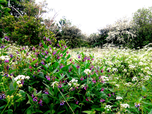 Ham Lands (River of Flowers West London) Photo Credit River of Flowers