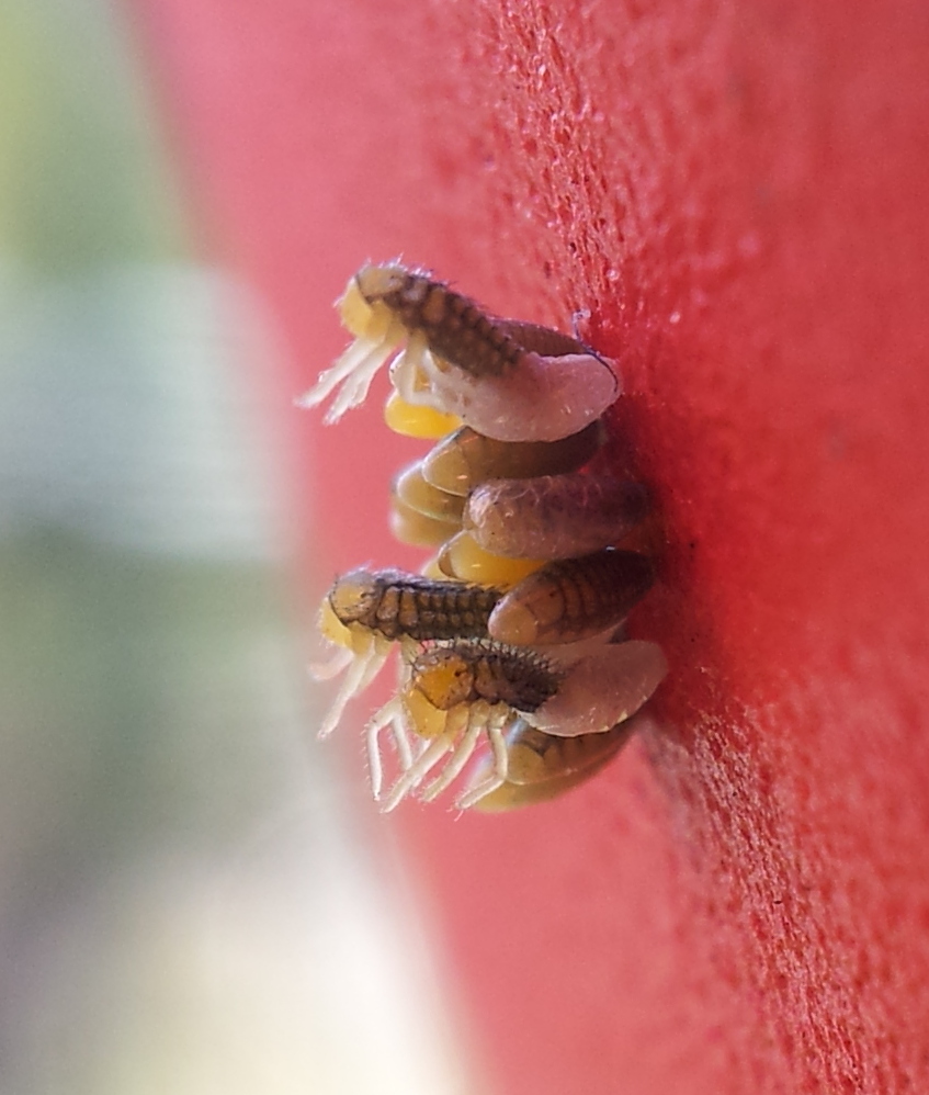 Lady Beetles Emerging from Eggs