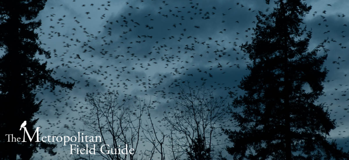The Experience of 10,000 Crows