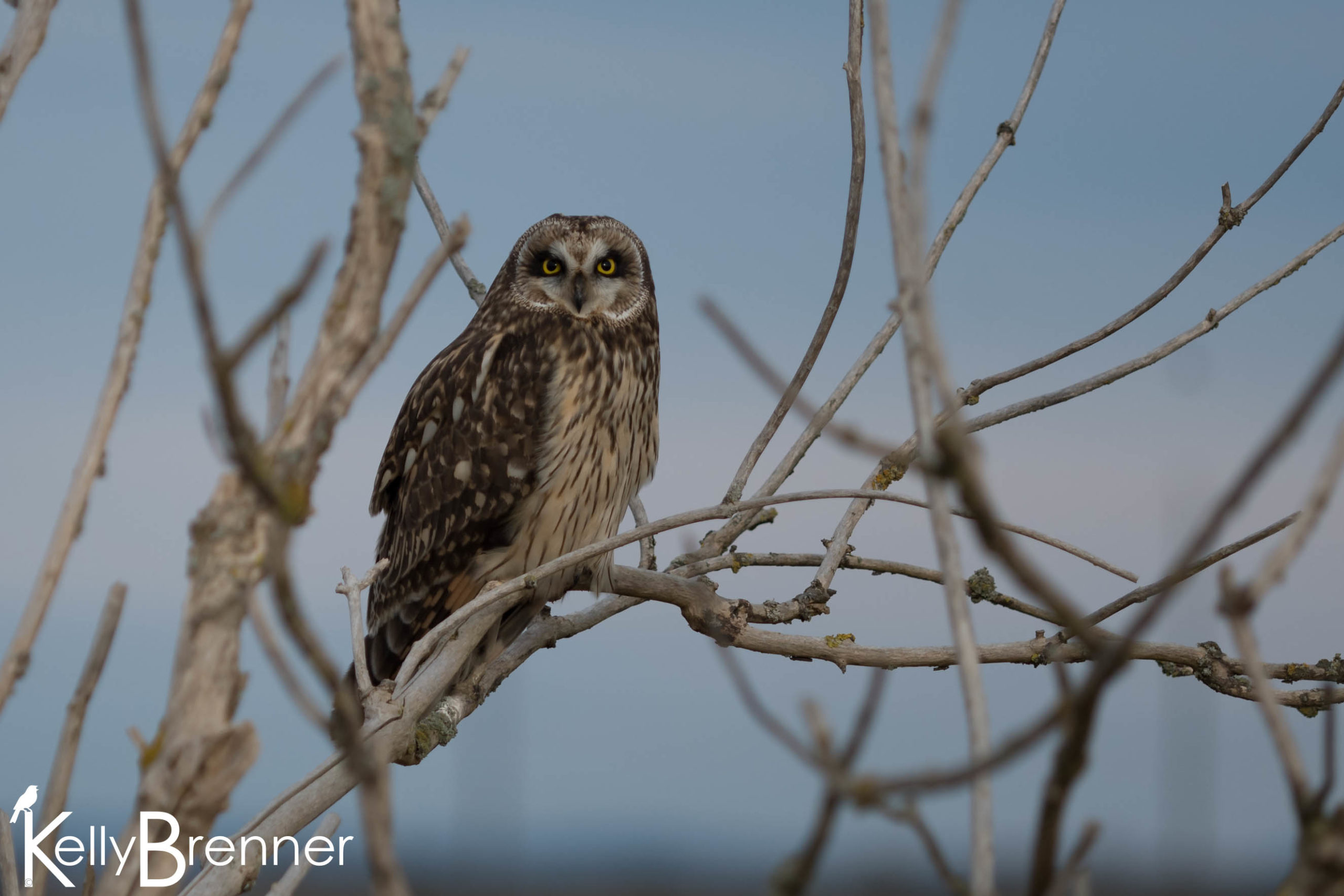 Field Journal: Short-eared Owls