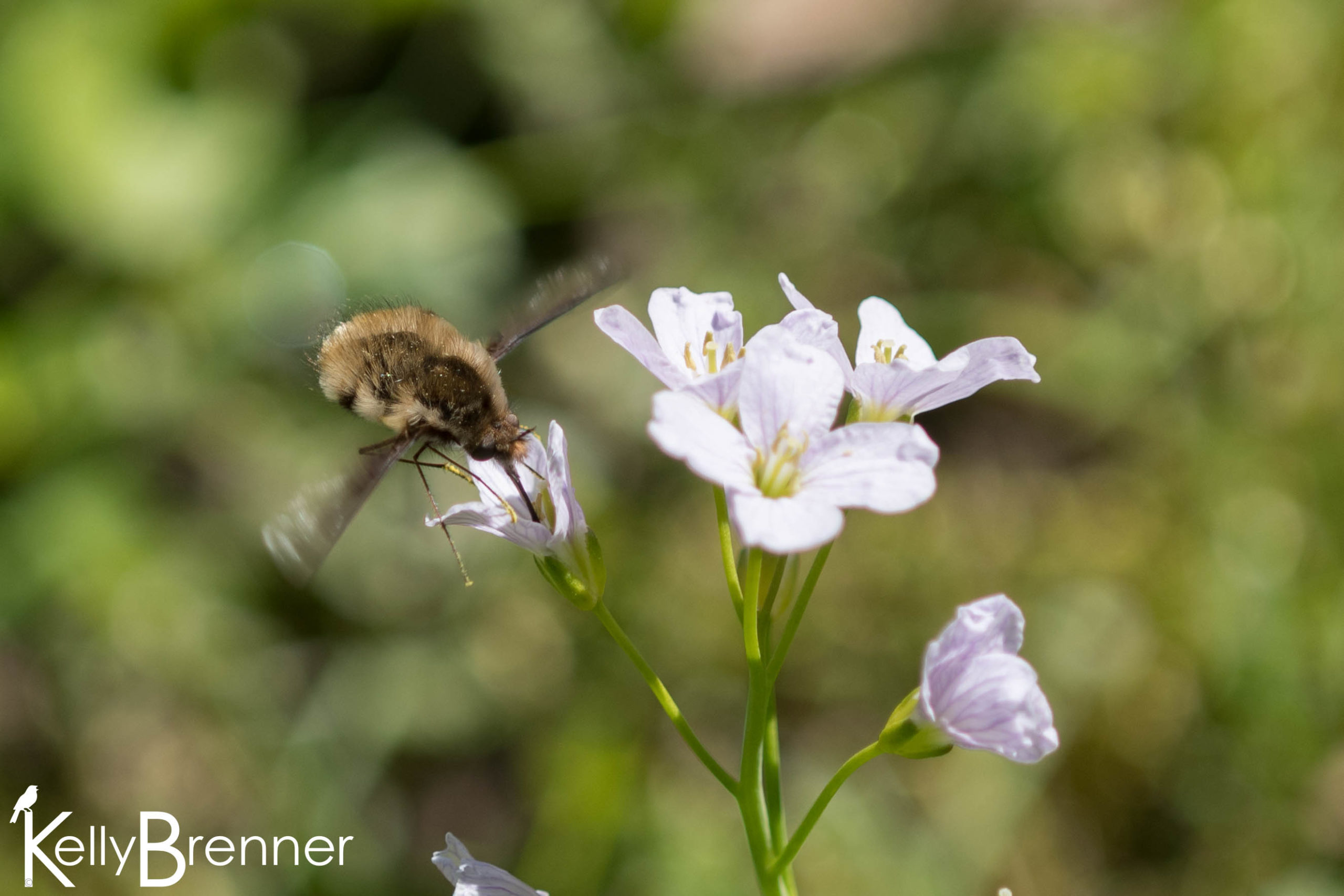 Field Journal: Arboretum Bee Flies