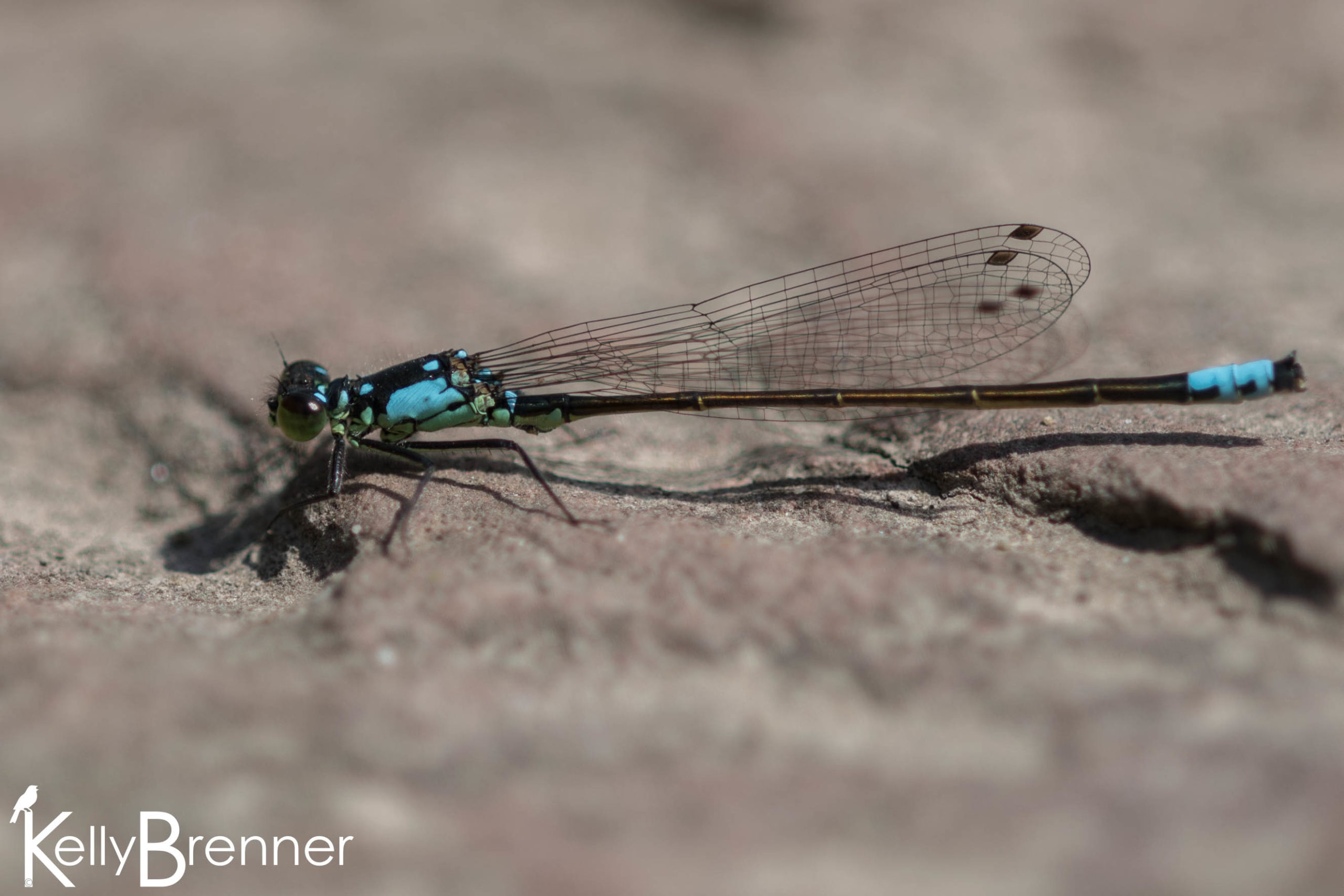 Field Journal: First Dragonfly of the Year