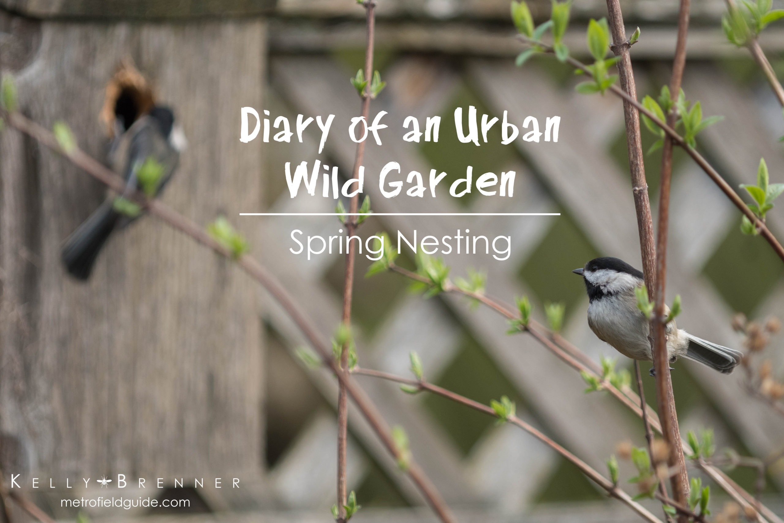Diary of an Urban Wild Garden: Spring Nesting