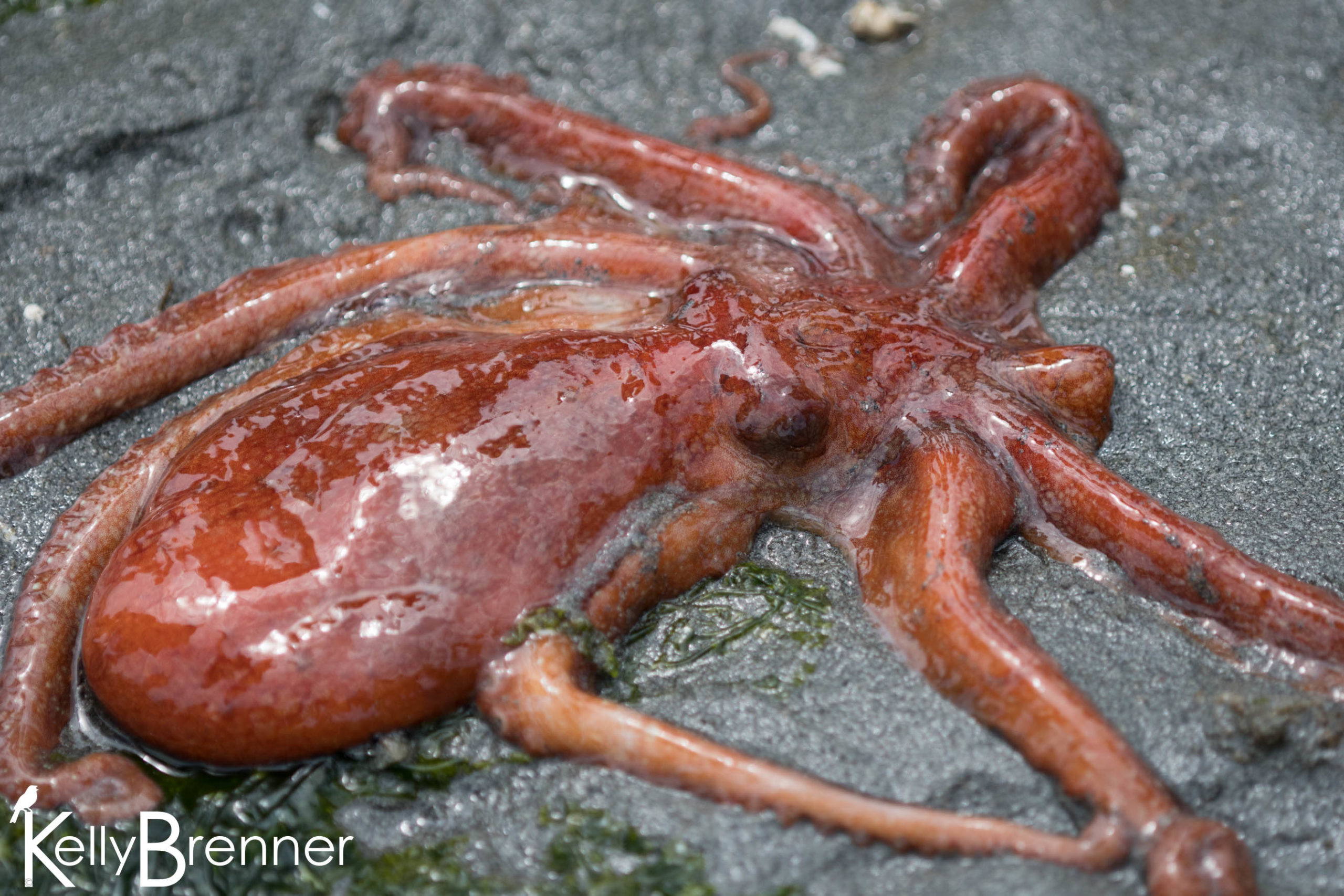 Field Journal: Alki Octopus