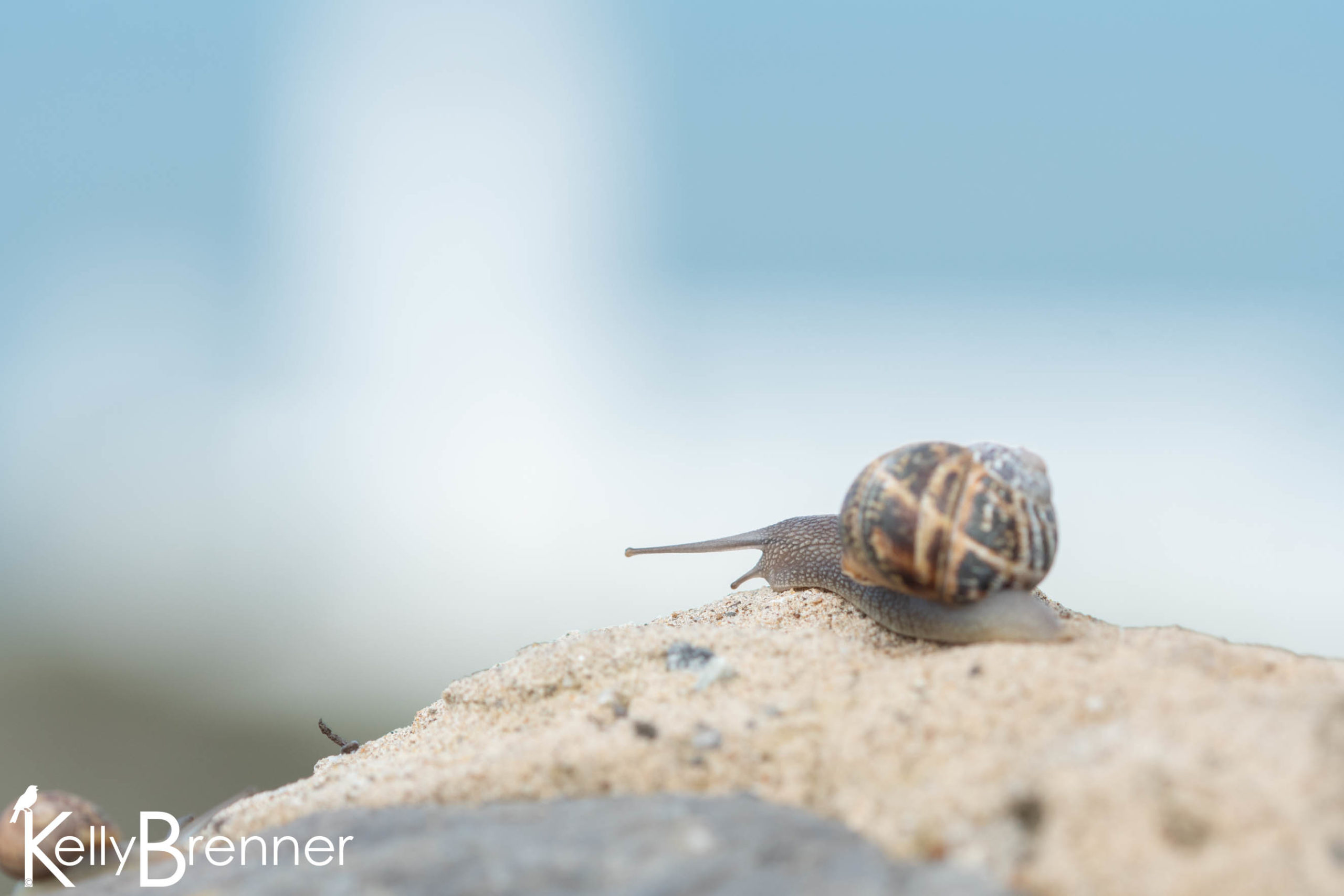 Poem of the Week: The Snail