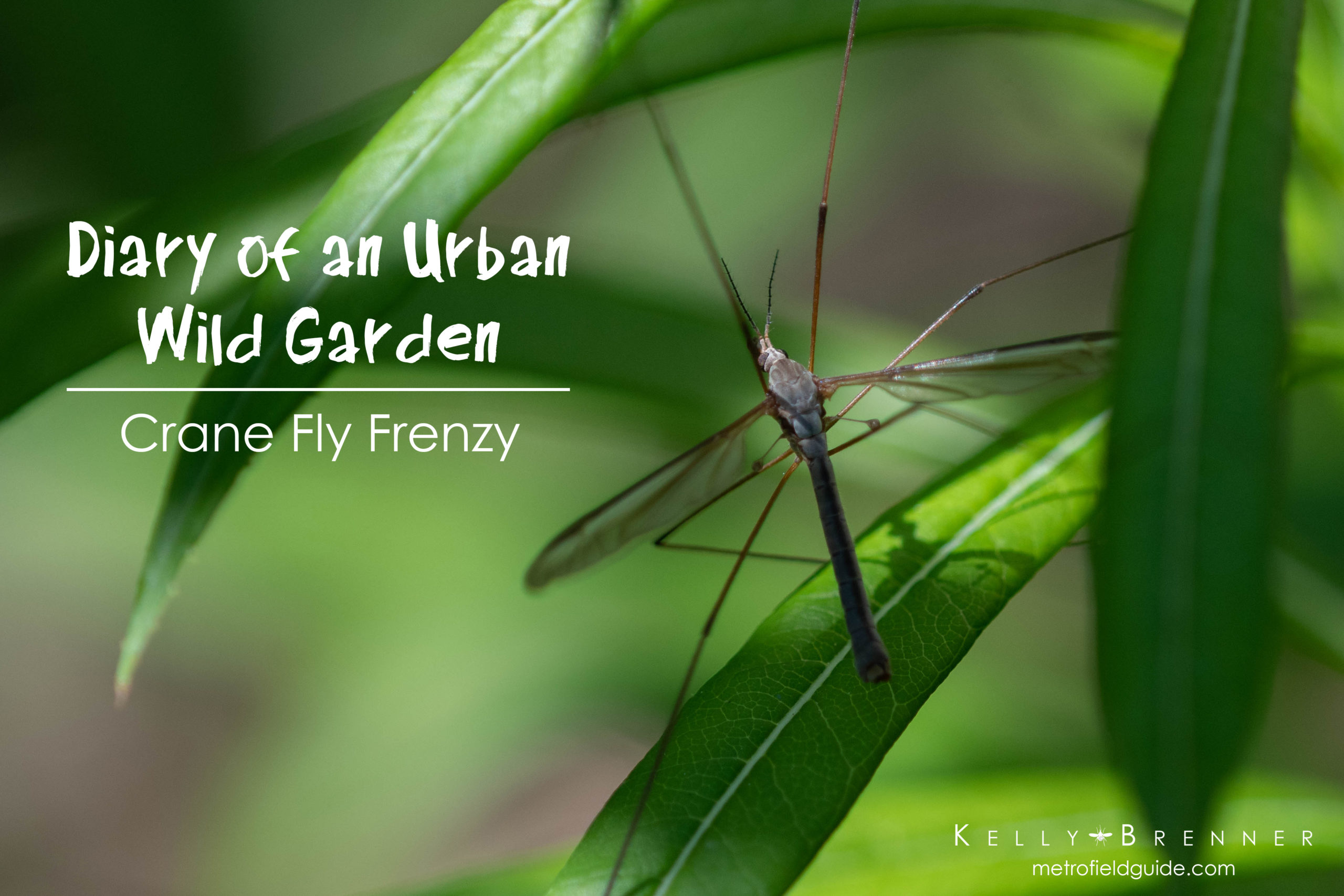 Diary of an Urban Wild Garden: Crane Fly Frenzy