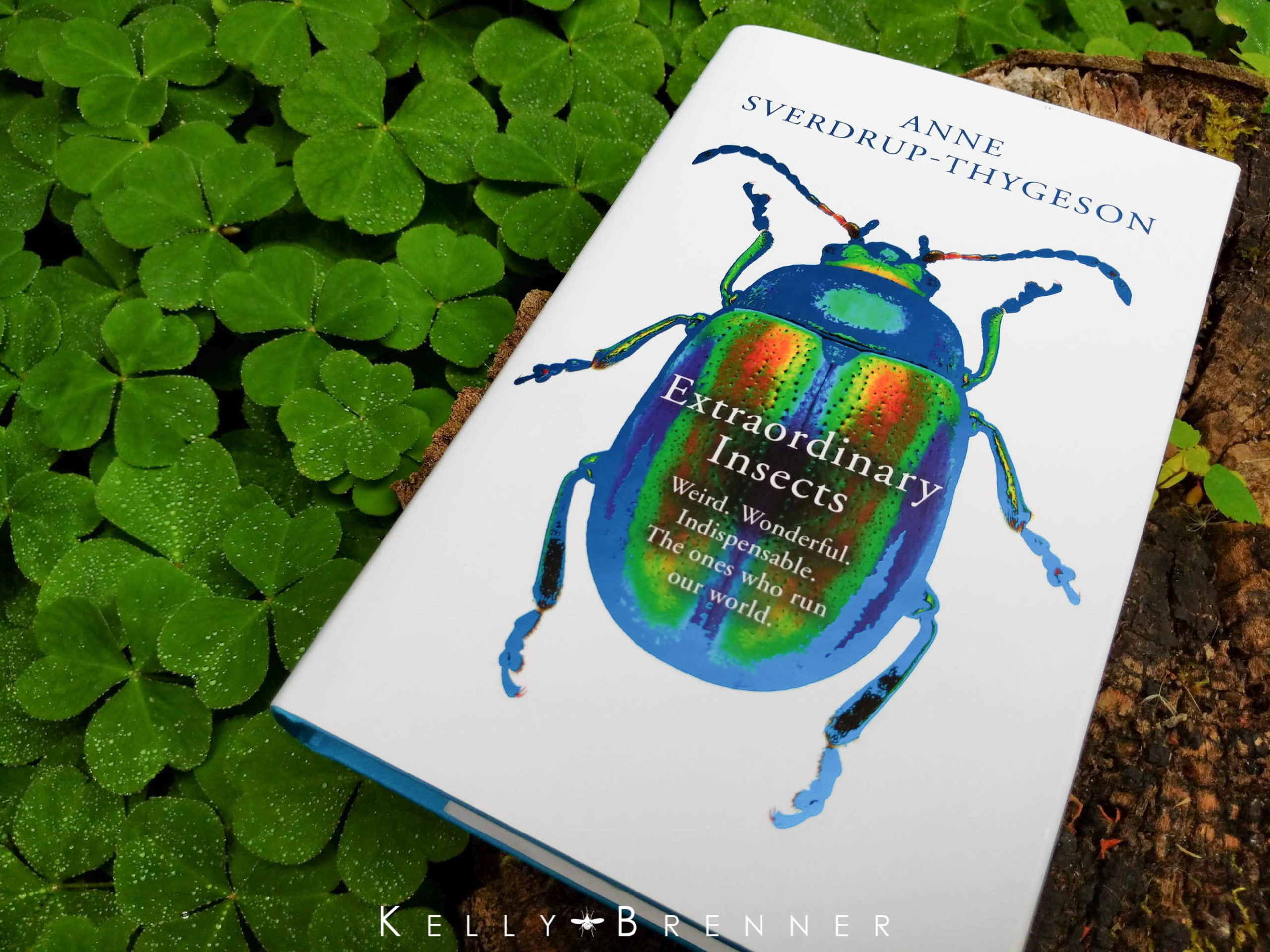 Book Review: Extraordinary Insects by Anne Sverdrup-Thygeson