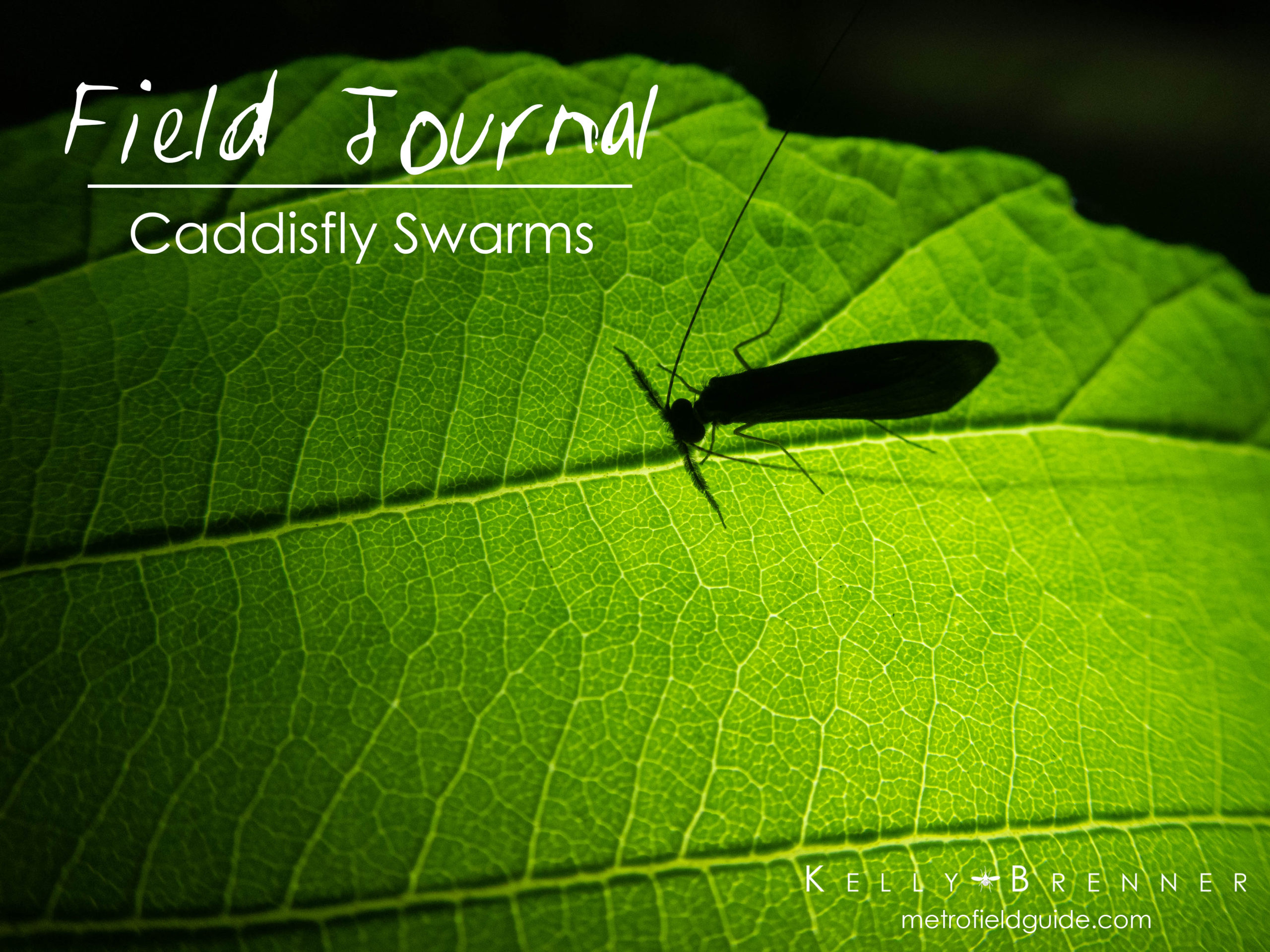 Field Journal: Caddisfly Swarms
