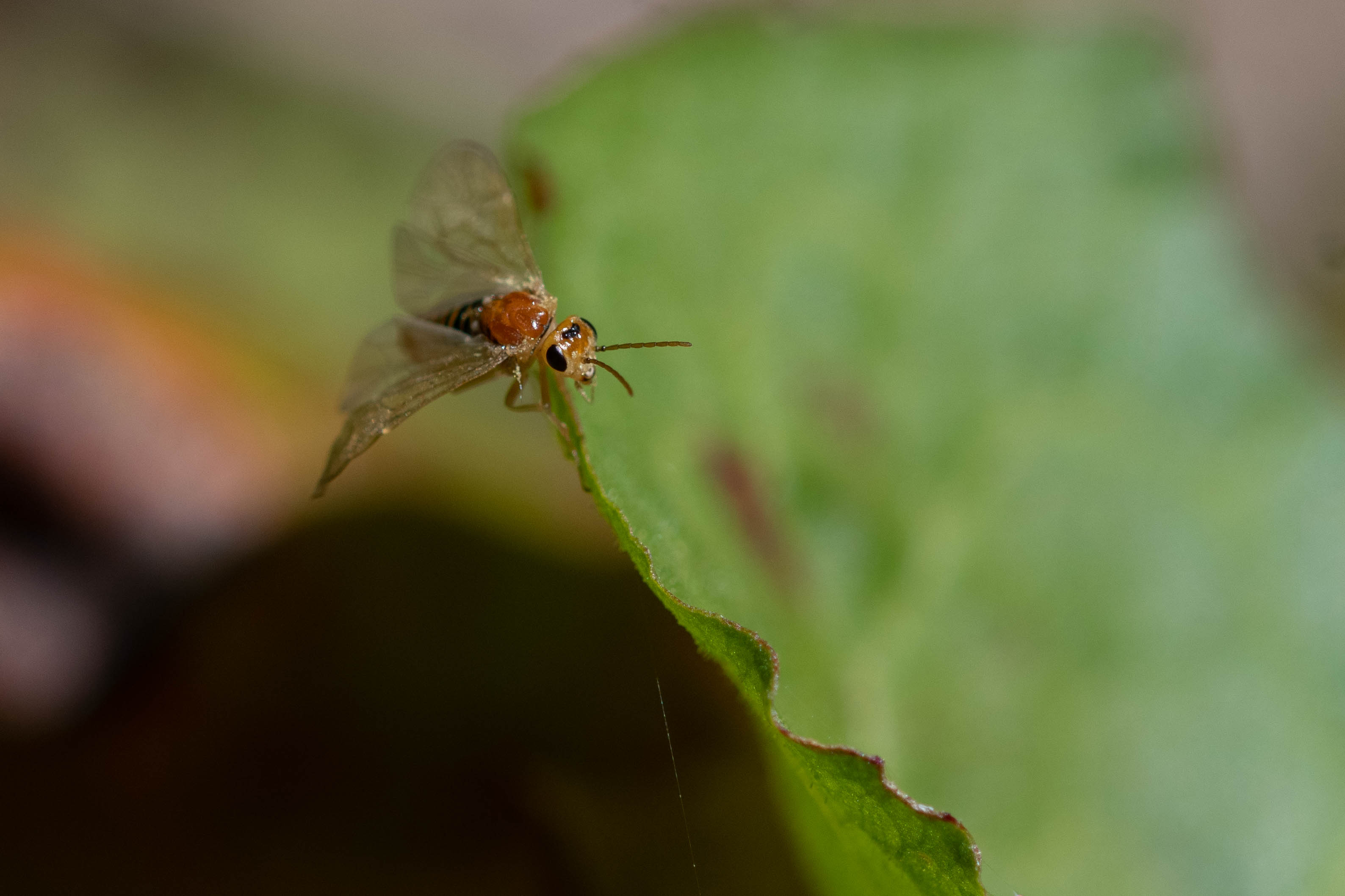 Diary of an Urban Wild Garden: Sawflies