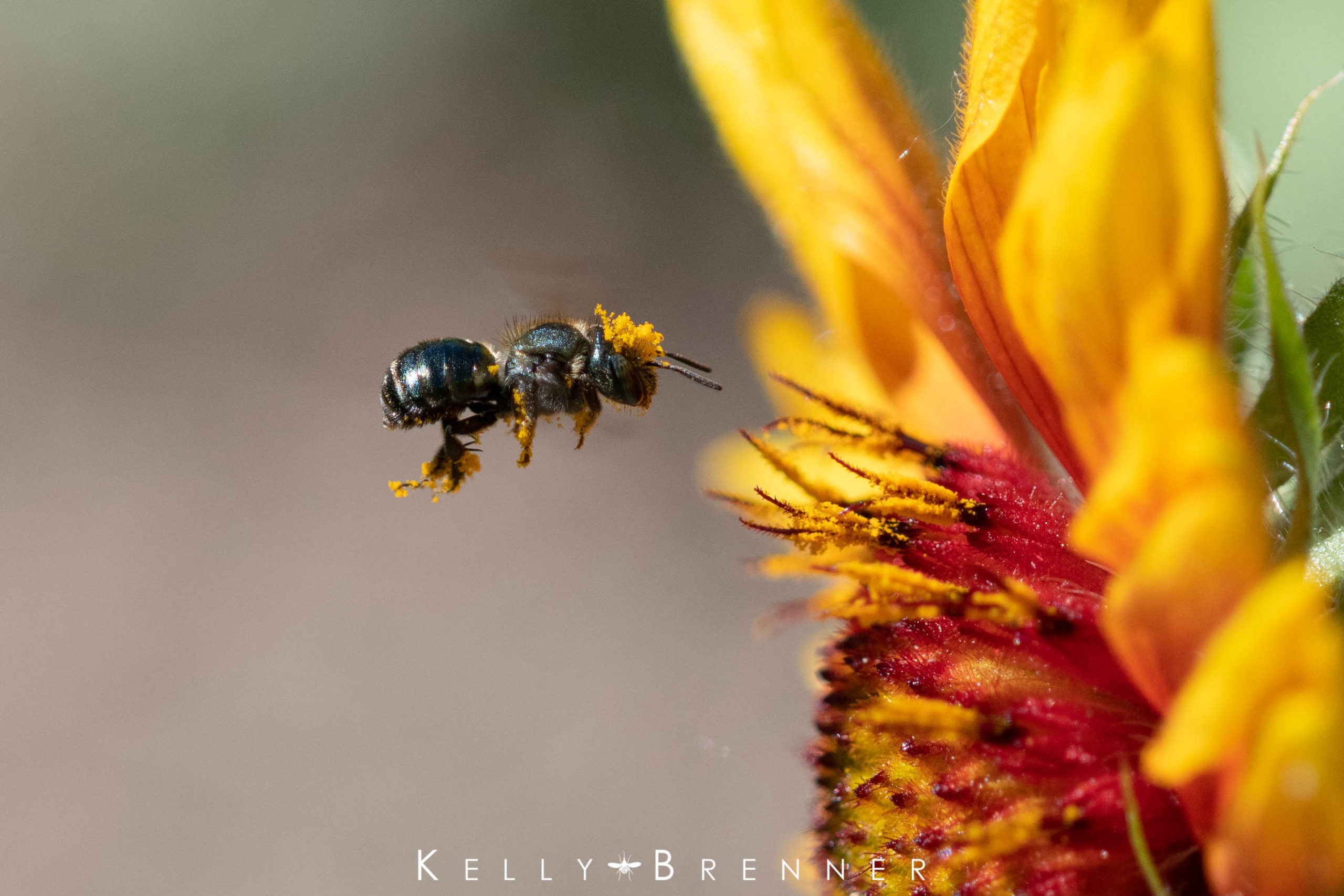 Poem of the Week: The Bee