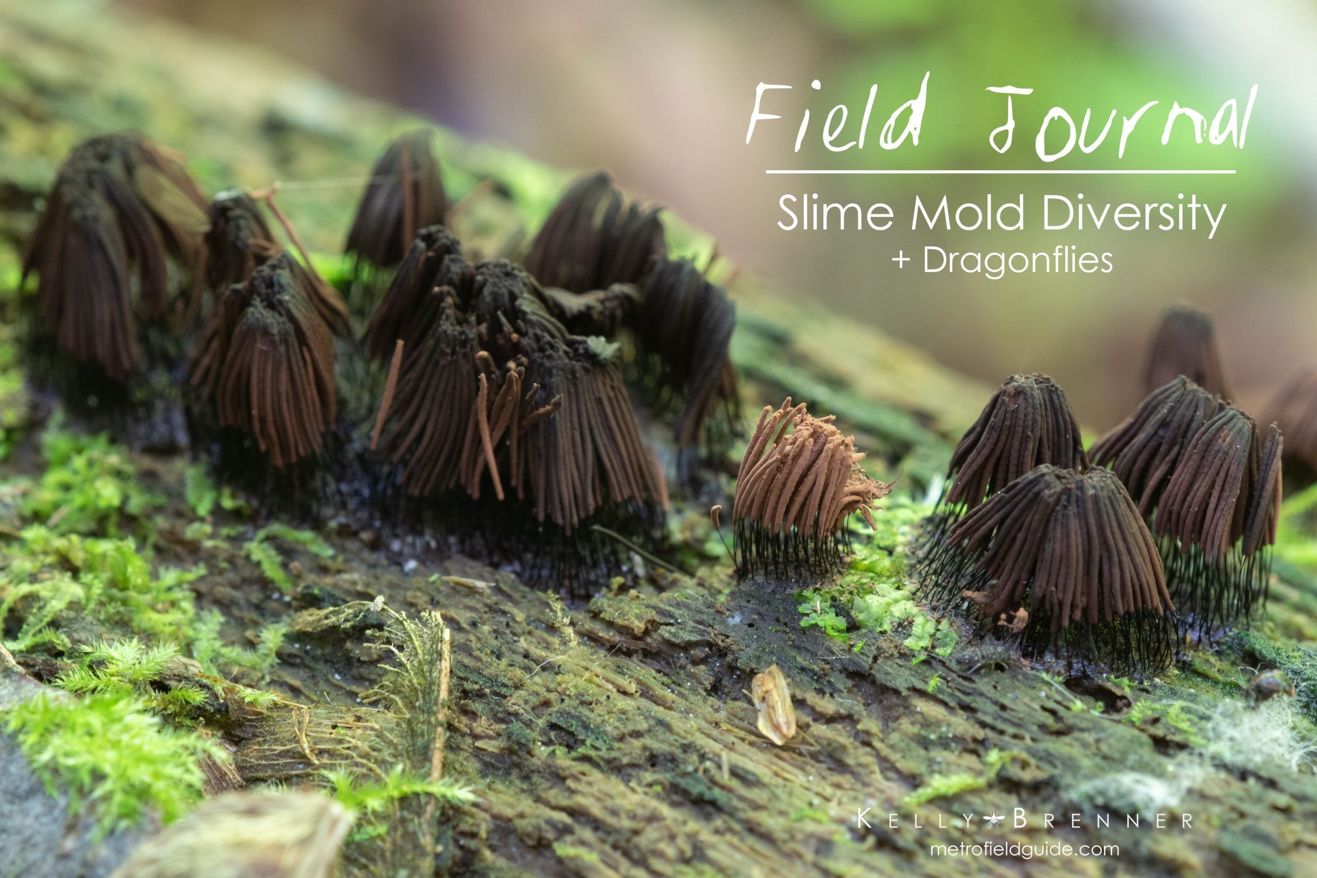 Field Journal: Slime Mold Diversity + Dragonflies